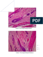 Histologi Dari Fase Anagen