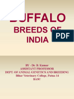 Buffalo Breed Presentation PDF