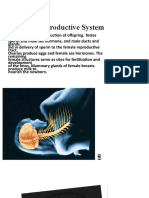 Female Reproductive System