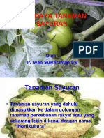 budidaya-tanaman-sayuran-iwan-1 (1)