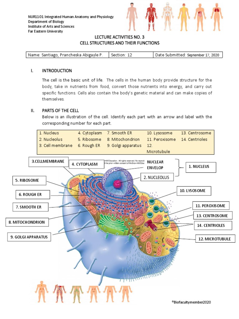 Physiology Cell Worksheet 210 Biology Ideas | Biology, Biology