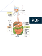 Sistema Digestivo