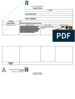 Desarrollo del frijol desde la germinación hasta convertirse en planta