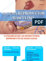 Reproduct Masculin