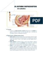 Anatomia Sistema Reprodutor