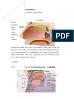 Anatomi Sistem Pernafasan