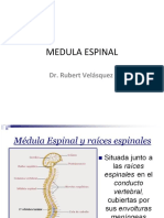 Medula Espinal