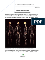 #13 Columna Cervical Parte 2 - Pruebas Neurodinámicas Asociadas A C.C