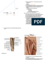 Lower Limb