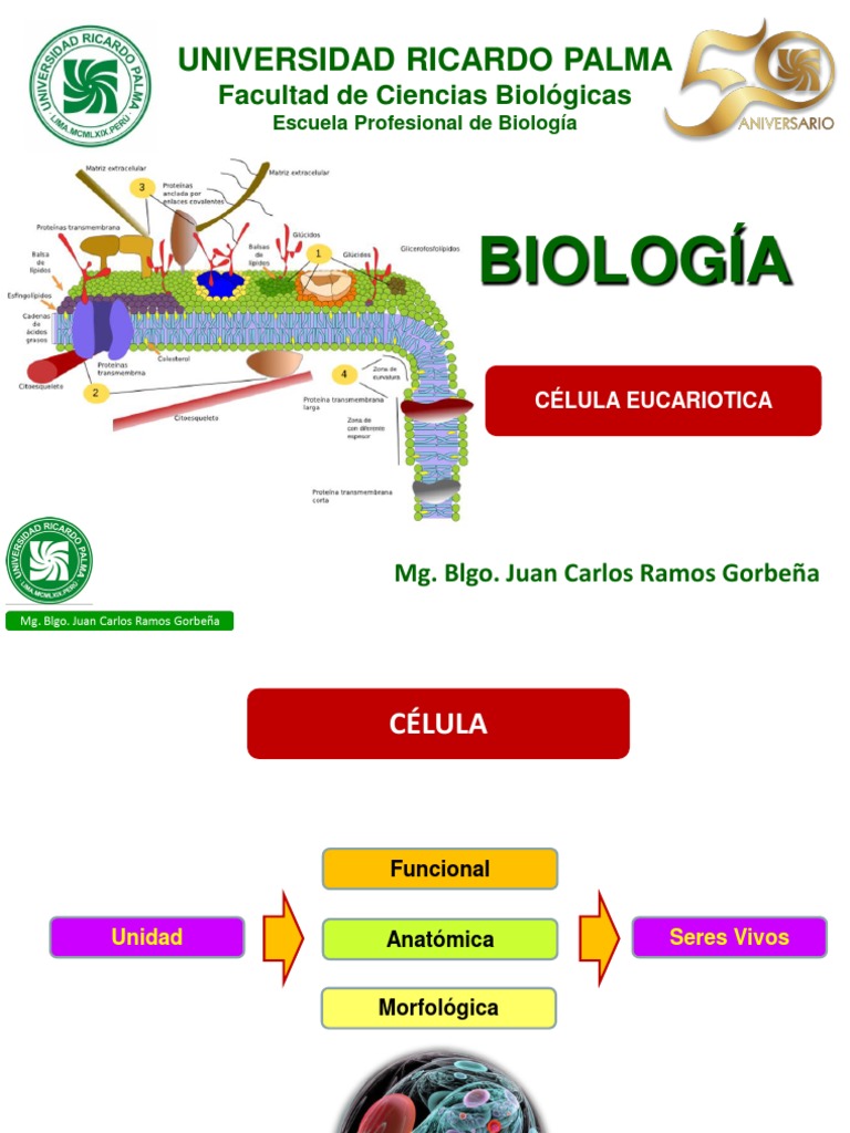 Estructura y Función de la Célula Eucariota | PDF | Membrana celular ...
