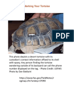 Marking Tortoise