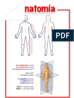 Anatomia Introduccion