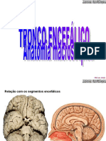 Aula4 - Tronco Encefálico - Anatomia Macroscópica (PPTshare)