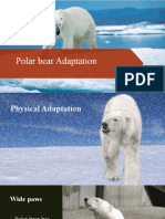 Polar Bear Adaptation: This Photo CC By-Sa-Nc