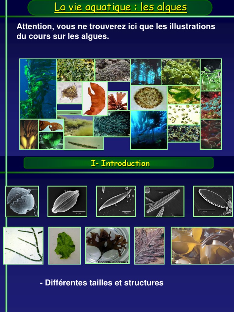 Classification et écologie des algues PDF Algue Taxon — free download