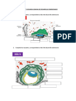 Desarrollo embrionario día 8 y embarazo ectópico