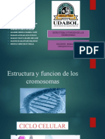 Cromosomas Normales, Alteraciones en Numero y Estructura y Sindromes - Grupo N. 4