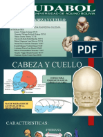 Cabeza Y Cuello