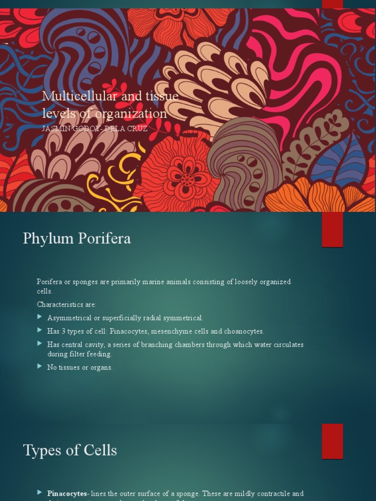 Multicellular Levels of Organization PDF Sponge Zoology