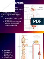 Sistema Digerente
