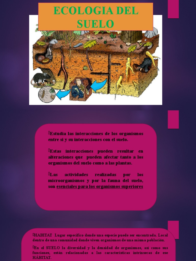 Ecología del Suelo y Organismos Clave | PDF | Suelo | Ecología