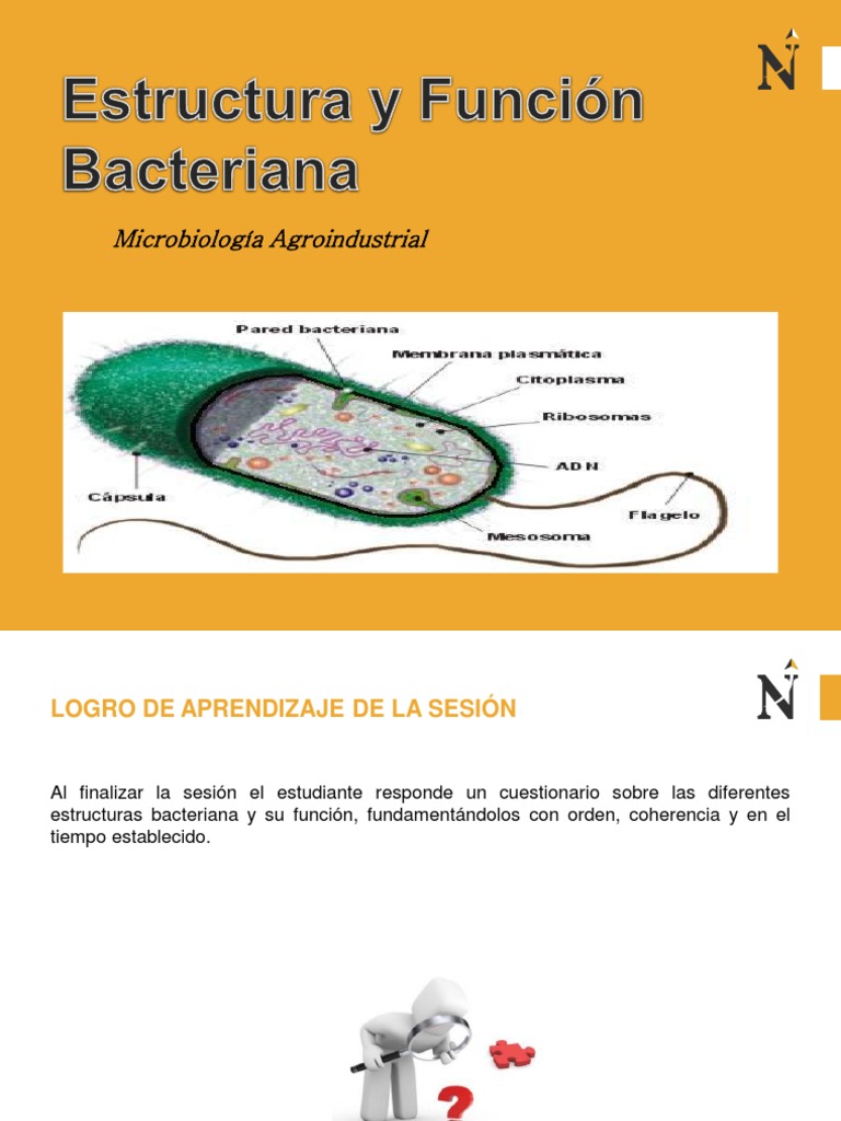 Estructura y Función de Bacterias | PDF | Las bacterias | Biología Celular)