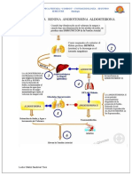Sistema Renina Angiotensina Aldosterona