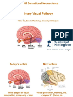 Primary Visual Pathway: LIFE3082 Sensational Neuroscience