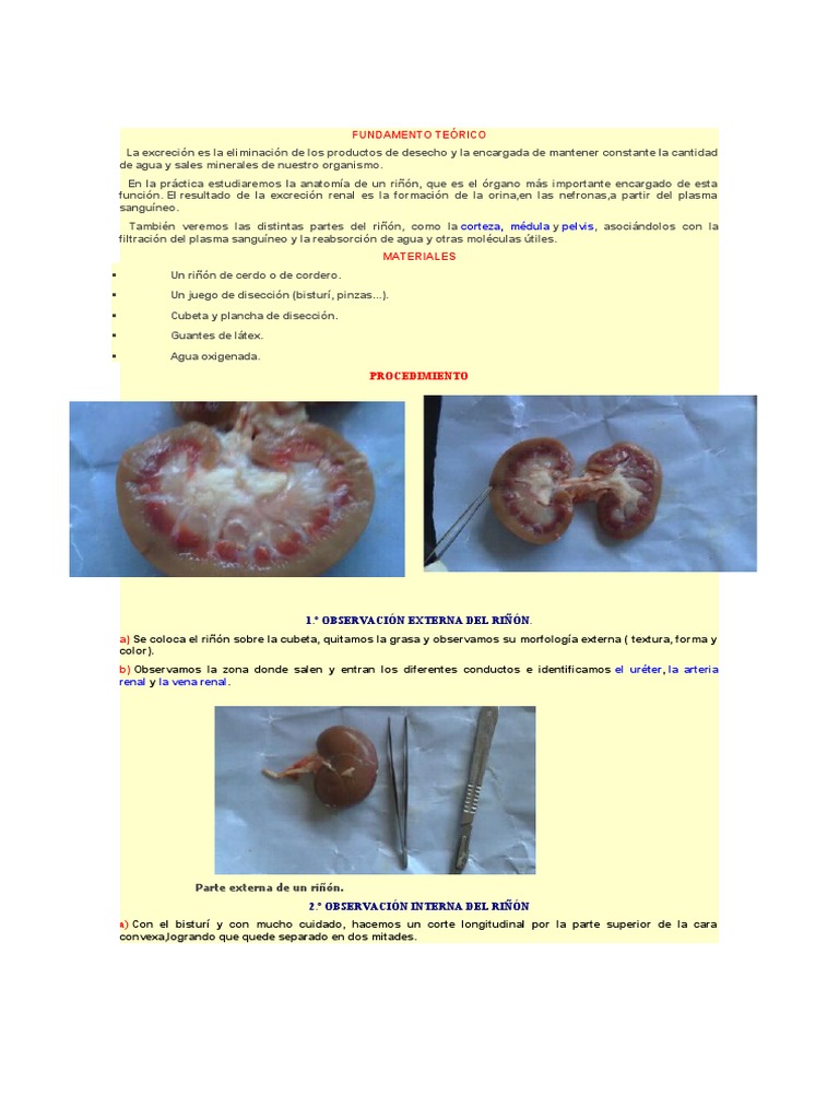 Disección de Riñón | PDF | Riñón | Anatomía