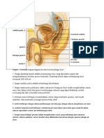 Bagan Reproduksi Laki-Laki