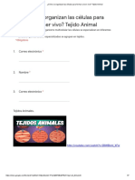 6C - Tejido - Animal - 22 - 07 - 2021 - Formularios de Google