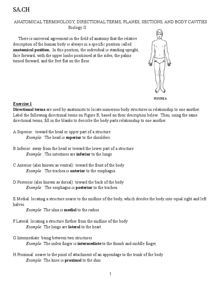 Anatomical Terminology and Directional Terms | PDF | Anatomical Terms ...