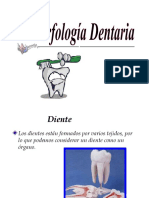 Morfologia Dental