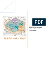 Tế Bào Nhân Thực