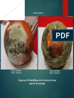 Ascomycetes - Penicillium Digitatum