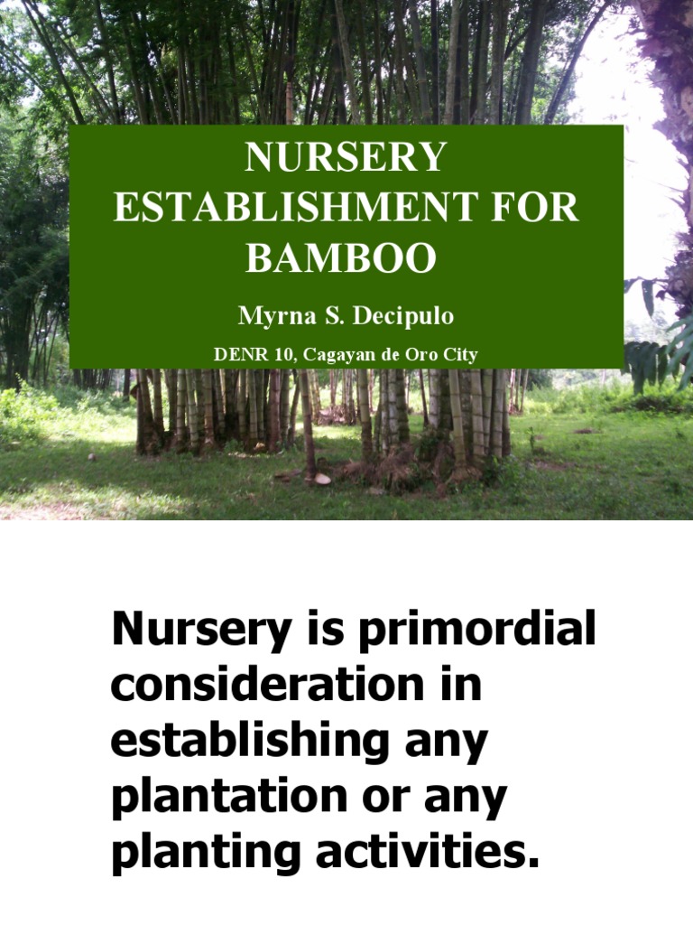Bamboo Nursery Establishment PDF Bamboo Plant Nursery