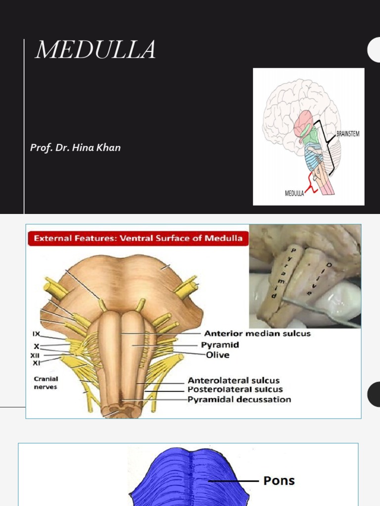 Medulla: Prof. Dr. Hina Khan | PDF