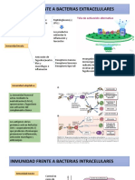 Inmunidad Frente A Bacterias