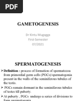 KM Gametogenesis