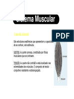 f_Sistema_muscular-_Consideracoes_iniciais