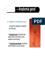 d_Sist._Esqueletico_-_Anatomia