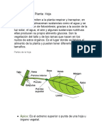 Partes de Una Planta