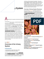 Urinary System