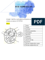 Actividad Acumulativa N°5 de Ciencias