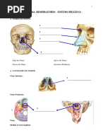Atlas Respiratório