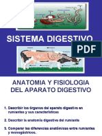 Sistema digestivo de los rumiantes: anatomía y fisiología