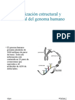 Organización Estructural y Funcional Del Genoma Humano