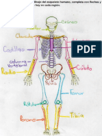 Esqueleto humano y sus partes