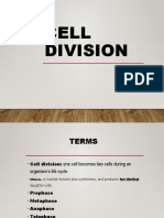 Cell Division Stages: Prophase, Metaphase, Anaphase and Telophase