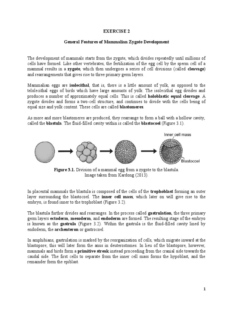 Exercise 2 General Features of Mammalian Zygote Development PDF